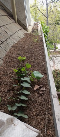 Imagen 5 de servicio