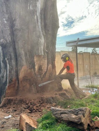 Imagen 5 de servicio