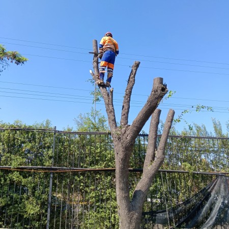 Imagen 19 de servicio