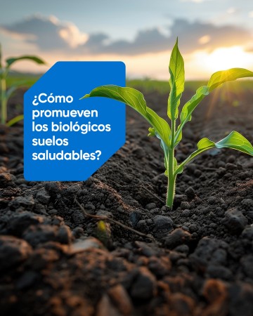 Imagen principal del servicio