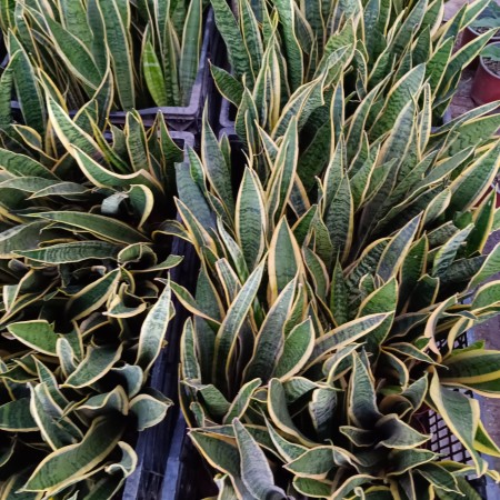 Imagen 4 de servicio