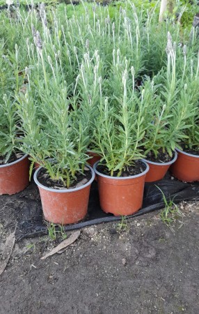 Imagen 9 de servicio