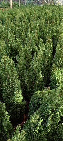 Imagen 10 de servicio