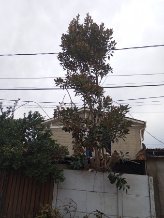 Imagen 3 de servicio