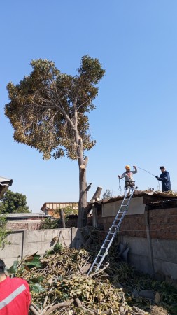 Imagen 23 de servicio