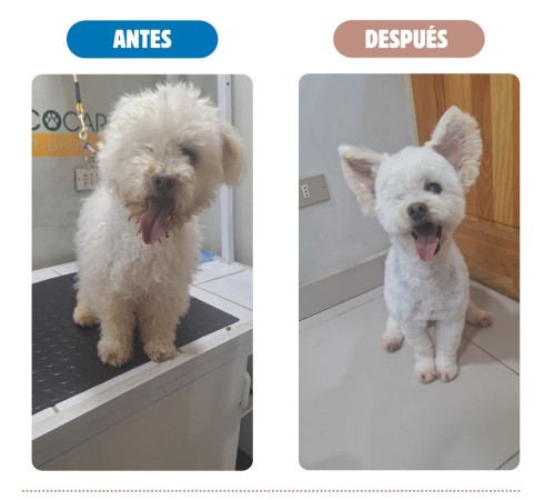 Imagen principal del servicio