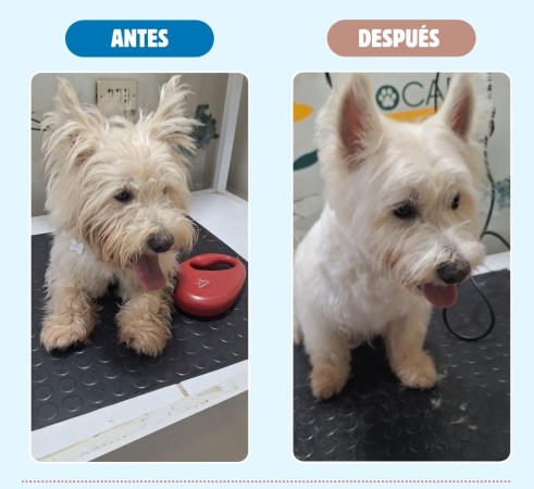 Imagen principal del servicio
