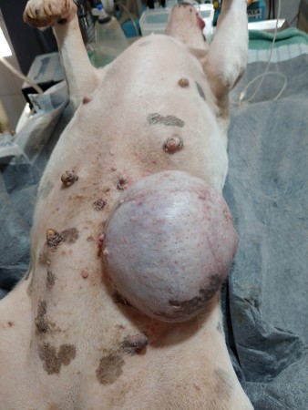 Imagen 9 de servicio